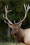 Bull elk (Cervus canadensis) in the fall, Jasper National Park, Alberta, Canada, North America