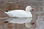 Snow goose (Chen caerulescens) swimming, Bosque del Apache National Wildlife Refuge, New Mexico, United States of America, North America