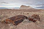 Petrified wood and an eroded hill, Petrified Forest National Park, Arizona, United States of America, North America