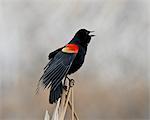 Red-winged blackbird (Agelaius phoeniceus) male, San Jacinto Wildlife Area, California, United States of America, North America