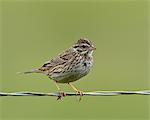 Lincoln's sparrow (Melospiza lincolnii), San Jacinto Wildlife Area, California, United States of America, North America