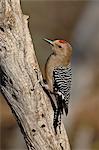 Male gila woodpecker (Melanerpes uropygialis), The Pond, Amado, Arizona, United States of America, North America