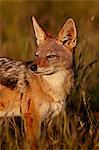 Black-backed jackal (silver-backed jackal) (Canis mesomelas), Mountain Zebra National Park, South Africa, Africa