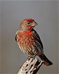 Male house finch (Carpodacus mexicanus), The Pond, Amado, Arizona, United States of America, North America