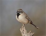 Black-throated sparrow (Amphispiza bilineata), The Pond, Amado, Arizona, United States of America, North America