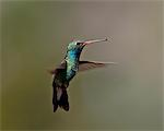 Broad-billed hummingbird (Cynanthus latirostris) hovering, Patagonia, Arizona, United States of America, North America