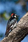 Male acorn woodpecker (Melanerpes formicivorus), Chiricahuas, Coronado National Forest, Arizona, United States of America, North America