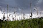 Dead and broken trees against dramatic sky