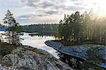 Forest on rocky coast at dusk