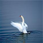 Swan on water