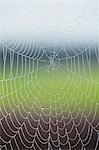 Droplets on cobweb