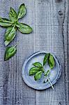 Basil on wooden background