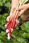 Hands holding rhubarb