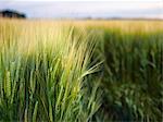 Wheat field