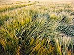 Wheat field