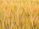 Bluebonnets in wheat field