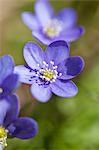 Blue flowers, close-up