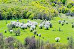 Eurasia, Caucasus region, Armenia, Lori province, rural scenery, spring cherry blossom