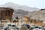 Ethiopia, Asa Bolo, Afar Region. Tigrayan men lead donkeys and a camel caravan down a rocky track from the Ethiopian Highlands to collect salt blocks from pans situated below sea level in the Danakil Depression.