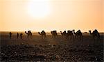 Ethiopia, Asa Bolo, Afar Region. A camel caravan at sunset.  They will be heading for the salt mines at Assale to load their camels with salt blocks the following day.