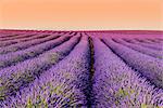 Lavender field at sunset, Plateau de Valensole, Provence, France