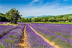 Lavender fields in bloom, Provence, France