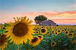 Provence, Valensole Plateau, France, Europe. Lonely farmhouse in a field full of sunflowers, lonely tree, sunset.