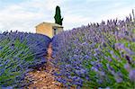 Provence, Valensole Plateau, France, Europe. Lonely farmhouse and cypress tree in a Lavender field in bloom, Sunset.