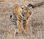 India, Rajasthan, Ranthambhore.  A one year old Bengal tiger cub walks through dry grassland in the early morning.