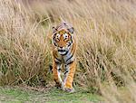 India, Rajasthan, Ranthambhore.  A Bengal tiger walks purposefully through dry grassland.