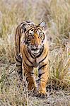 India, Rajasthan, Ranthambhore.  A one year old Bengal tiger cub walks purposefully through dry grassland.