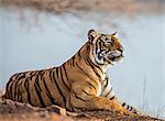 India, Rajasthan, Ranthambhore.  A female Bengal tiger stares intently after calling her cubs.