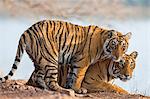 India, Rajasthan, Ranthambhore.  A female Bengal tiger with one of her one year old cubs.