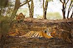 India, Rajasthan, Ranthambore. Royal Bengal tiger known as Krishna (T19) being stalked by one of her cubs.