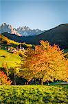 Odle, Dolomites Alps, Trentino Alto Adige, Italy. autumn colors and Santa Maddalena church