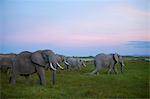 Kenya, Amboseli National Park. Evening elephants in the watermeadows.