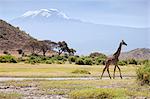 Kenya, Amboseli National Park. A giraffe ambling across, with Mount Kilimanjaro in the background.