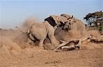 Kenya, Amboseli National Park. Large bull elephants fight for dominance.