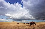 Kenya, Lewa Conservancy. A herd of grazing elephants moves slowly through the Lewa plains.