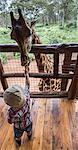 Kenya, Nairobi. A young boy feeds a rare Rothschild's Giraffe.