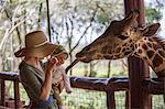 Kenya, Nairobi. A mother and her baby feed a Rothschild's Giraffe.