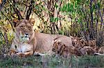 Africa, Kenya, Masai Mara National Reserve. Lioness resting with her cubs in Croton bushes