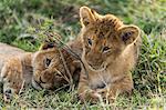 Africa, Kenya, Masai Mara National Reserve. Young lion cubs palying
