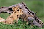 Africa, Kenya, Masai Mara National Reserve. Young lion cubs playing
