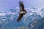 South America, Peru, Colca Canyon, soaring condor