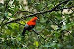 South America, Peru, Manu National Park, Cock of the rock