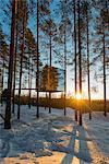 Arctic Circle, Lapland, Scandinavia, Sweden, The Tree Hotel, the Mirror Cube room