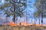 Prescribed burn near Bend, Oregon, USA