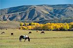 USA,Colorado, Rocky Mountains, Aspen, Horses grazing on pasture