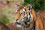 Portrait of Siberian Tiger (Panthera tigris altaica) in Autumn, Germany
